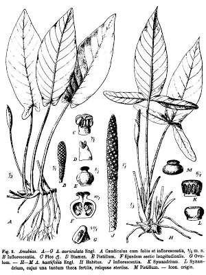 Araceae (áronovité) Anubias (anubis) oblíbená skupina afrických tropických akvarijních rostlin podobně jako u