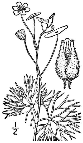 Cabombaceae Cabomba caroliniana Rozšíření: S, a J Amerika, zavlečený a invazivně se šířící v Austrálii, místy Asii a Evropě, zákaz pěstování v EU podle Nařízení Komise (EU) 2016/1141 Stanoviště:
