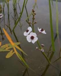 Alismataceae (žabníkovité) Sagittaria (šípatka) Sagittaria (šípatka), rod s asi 40 druhy s