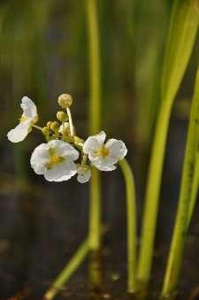 Sagittaria platyphylla Rozšíření: J Severní Ameriky a Střední Amerika Stanoviště: mokřadní druh bahnitých substrátů Vzhled: krátký oddenek, listy vyrůstající v růžici, ponořené bezřapíkaté úzce