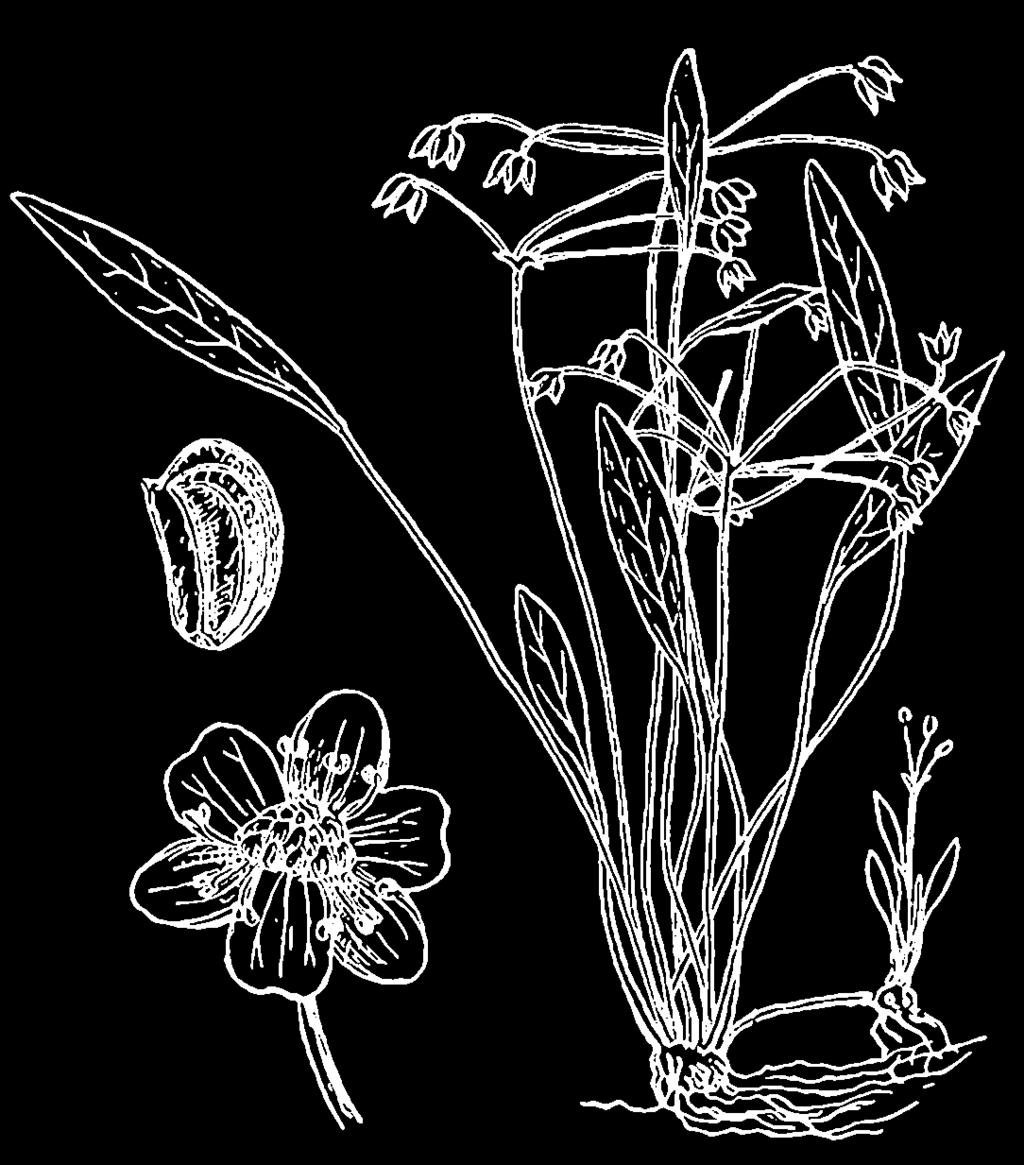 Alismataceae (žabníkovité) Echinodorus (šípatkovec) Asi 30 druhů z tropické a subtropické Ameriky (nomenklatura nejednotná Rataj 1975 vyčlenil 47 druhů, Haynes et Holm-Nielsen (1994): 26 druhů ),