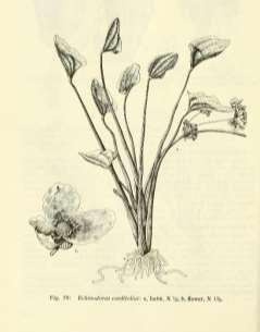 Correll, Donovan Stewart; Correll, Helen B. 1923 Echinodorus cordifolius Rozšíření: Stř.