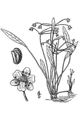 Helanthium tenellum Syn.: Echinodorus tenellus Rozšíření: S, Stř.