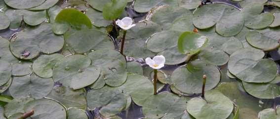 Hydrocharitaceae (voďankovité) Hydrocharis (voďanka) Hydrocharis morus-ranae