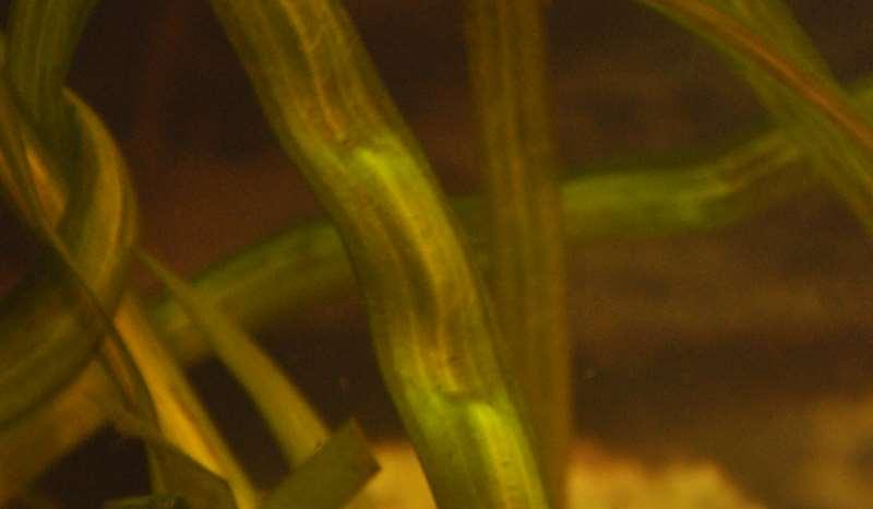 JN Vallisneria