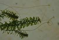 Hydrocharitaceae (voďankovité) Elodea canadensis Elodea (vodní mor) JN jen 6 druhů, původem se Severní Ameriky, dnes povícero druhů naturalizováno jinde ve světě, nejvýznamnější je E.