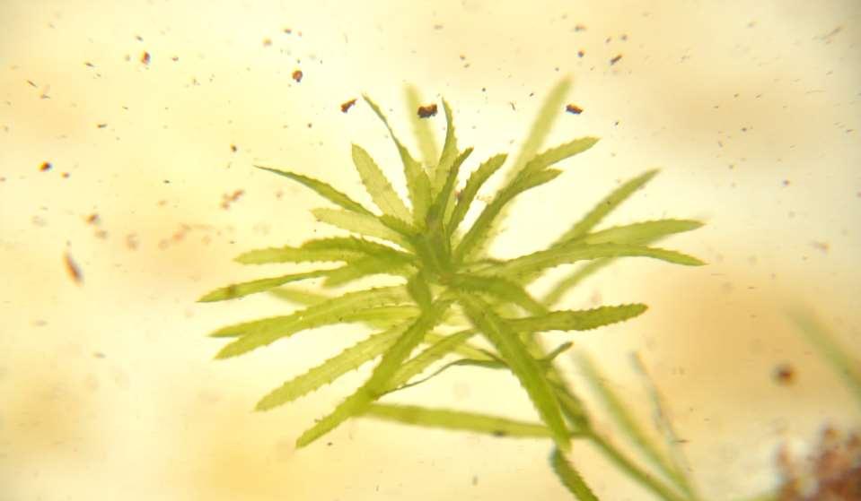 JN Hydrilla