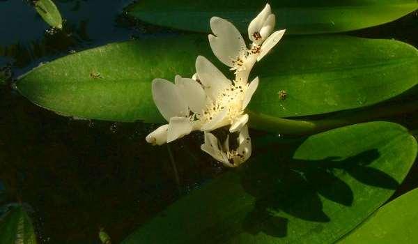 J.F. Gaffard (cc-by-sa) Aponogeton distachyos https://upload.