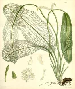 Aponogetonaceae (kalatkovité) Aponogeton madagascariensis Rozšíření: Madagaskar Stanoviště: tekoucí kamenité celoroční řeky Vzhled: submerzní listy s často chybějící částmi čepelí délky do 60 cm s