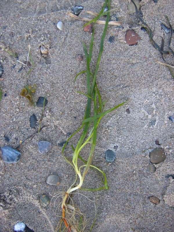 Řád Alismatales only marine see grasses Zosteraceae** distribution: temperate and subtropical waters, 2/14 Posidoniaceae** distribution: Mediterranean, temperate Australia, 1/9
