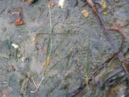 Řád Alismatales Family Ruppiaceae** submerged aquatic plants growing in saline to fresh water distribution: worldwide, 1/10 v akvaristice se používá výjimečně See grass aquarium