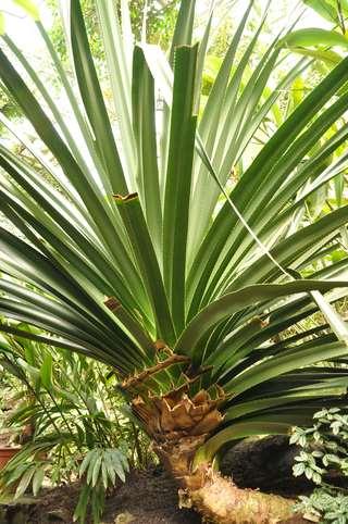 Řád Pandanales Čeleď Pandanaceae (pandánovité)** dřeviny s chůdovitými kořeny nebo liány trojřadě ostře pilovité listy, které někdy tvoří chochol na vrcholu stonku plodem bobule a