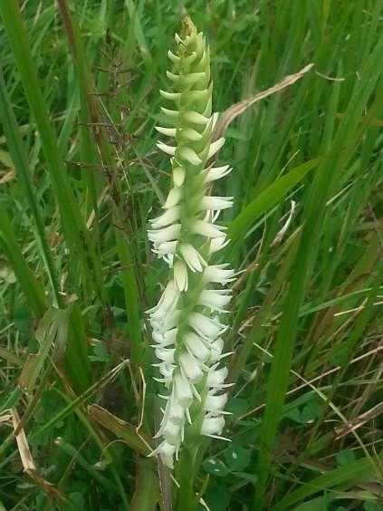 Spiranthes odorata https://upload.wikimedia.org/wikipedia/commons/thumb/9/9b/spiranthes_odorata.