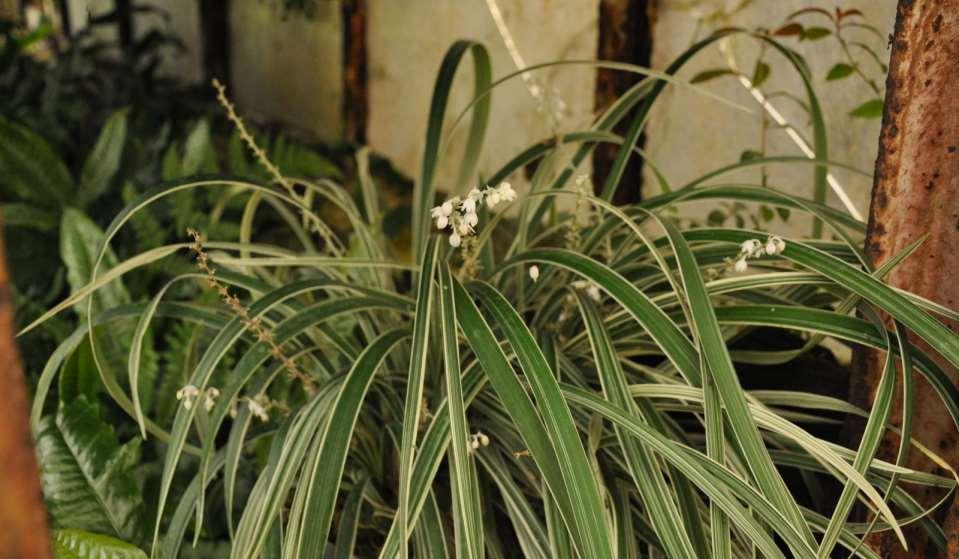 JN Ophiopogon