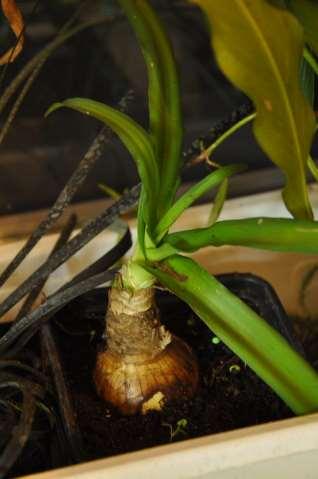 Řád Asparagales Čeleď Amaryllidaceae V akvaristice se uplatňuje několik druhů rodu Crinum, je