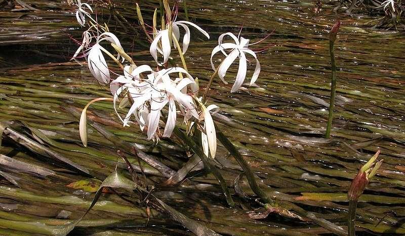 Ito Y, Barfod A (CC BY 4.0) Crinum thaianum https://upload.wikimedia.