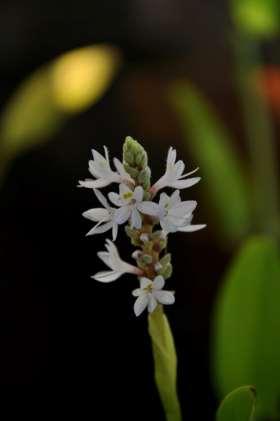 cordata