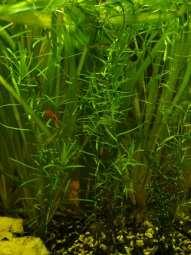 Pontederiaceae (modrásovité) Heteranthera zosterifolia http://idtools.org/id/aquariumplants/aquarium_&_pond_ Plants_of_the_World/key/Aquarium_&_Pond_Plants/Med ia/images/heteranthera_zostpp.