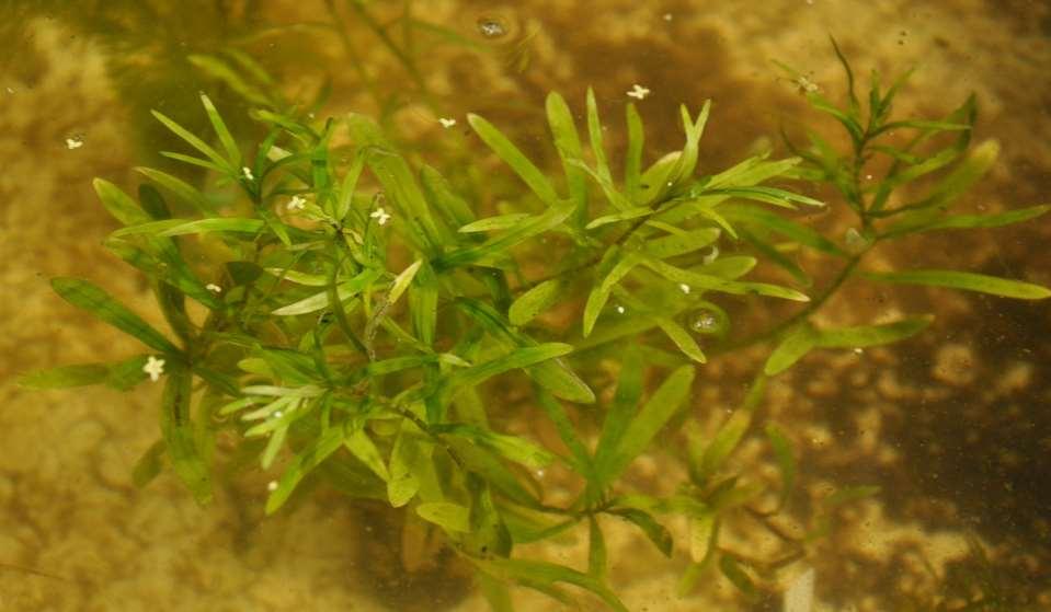 JN Heteranthera zosterifolia