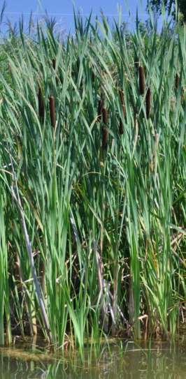 Typha** Typha