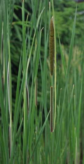 Typha** Typha angustifolia (orobinec úzkolistý) listy kolem 1 cm široké, dorůstá výšky