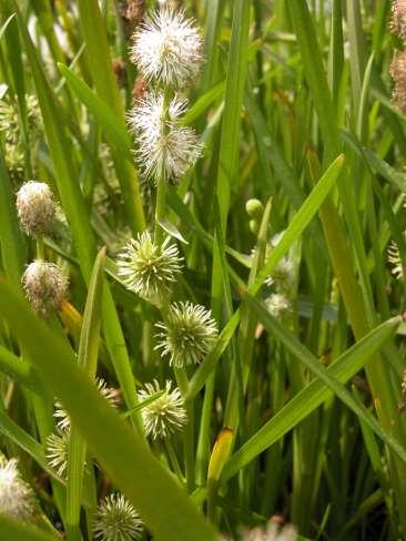 Sparganium (zevar)** Sparganium emersum (zevar jednoduchý) drobnější než předchozí,
