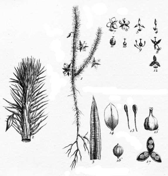 Řád Poales Family Mayacaceae small herbs of marshes distribution: tropical Americas, 1 sp.