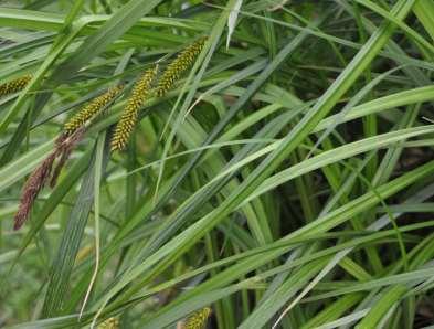 Řád Poales Čeleď Cyperaceae (šáchorovité) trávovité byliny s