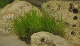 Cyperaceae (šáchorovité) Eleocharis (bahnička) naše bahničky lze požít na výsadbu do mělkých vod rybníčků, pro akvária jsou nabízeny podobně vypadající druhy: Eleocharis acicularis (téměř