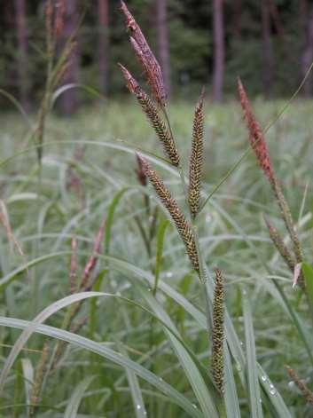 Řád Poales, Čeleď Cyperaceae (šáchorovité) Carex** (ostřice) nejpočetnější rod celé skupiny jednoklasé/víceklasé stejnoklasé/různoklasé (zvlášť jsou klásky samčí a zvlášť samičí) vysoké druhy