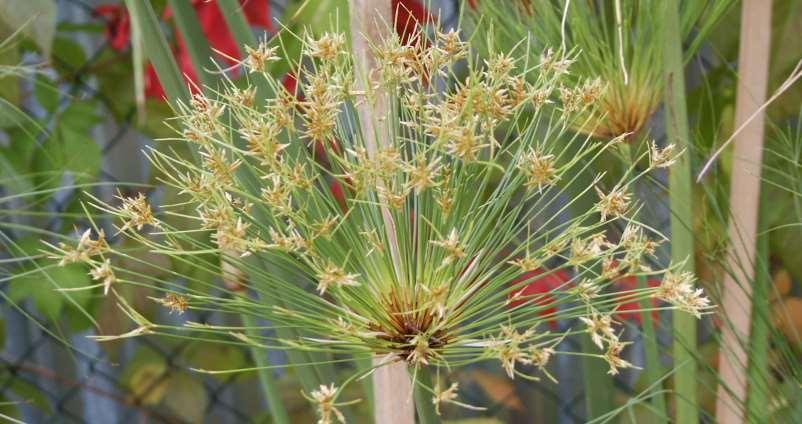 Cyperus papyrus** původní na březích Nilu, byl