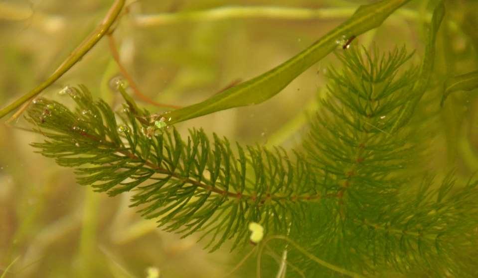 JN Ceratophyllum