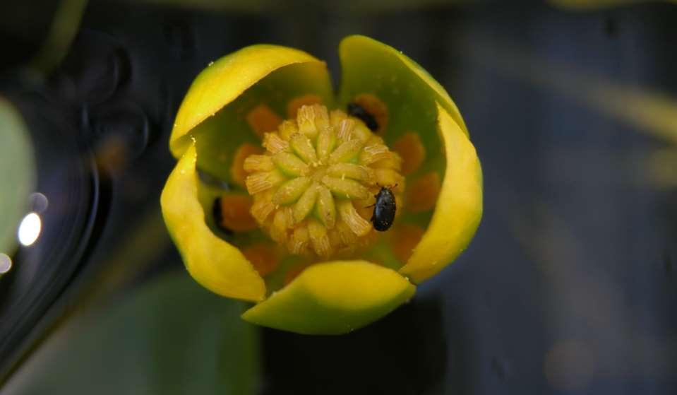 JN Nuphar