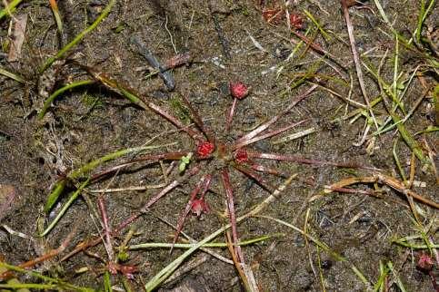 Řád Nymphaeales Family Hydatellaceae** rather small more or less caespitose and often annual aquatic (submerged or not) herbs distribution: India, New Zealand and Australia, 1/10 Trithuria submersa
