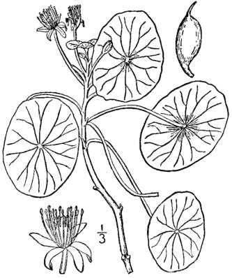 Řád Nymphaeales Čeleď Cabombaceae vodní rostliny rozšíření: tropy 2/6 Cabomba (kabomba) 5 druhů tropická