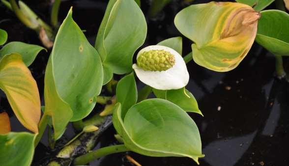 Řád Alismatales Čeleď Araceae (áronovité) Calla palustris** (ďáblík bahenní) v ČR vzácně roste na březích oligotrofních