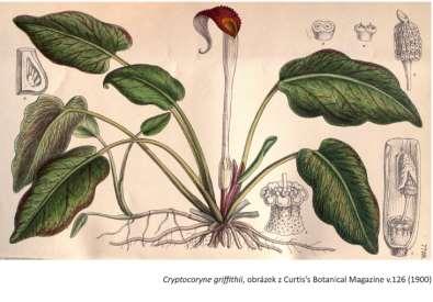 Araceae (áronovité) Cryptocoryne (kryptokoryna) cca 70 druhů, všechny pochází z jižní a jihovýchodní Asie (po Novou Guineu), často endemitní rozšíření povícero patří k široce pěstovaným oblíbeným