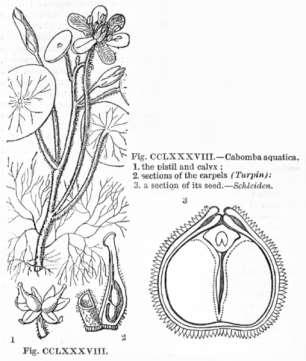 Cabombaceae Cabomba aquatica (kabomba vodní) Rozšíření: sever a střed J Ameriky Stanoviště: stojaté nebo jen mírně proudící, kyselé vody Vzhled: vodní rostlina s lodyhami až 150 cm dlouhými, ponořené