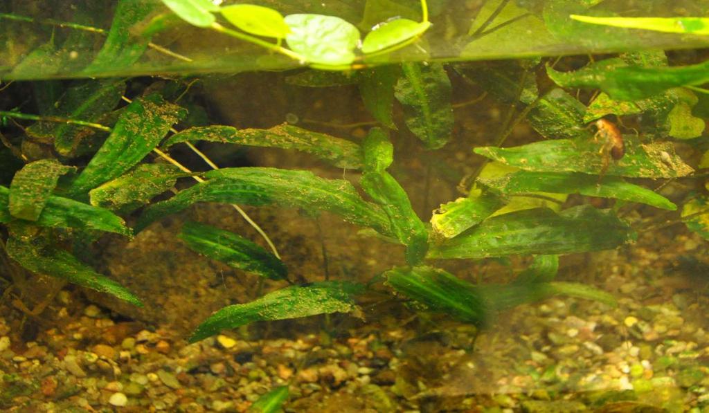 JN Cryptocoryne affinis https://crypts.home.xs4all.
