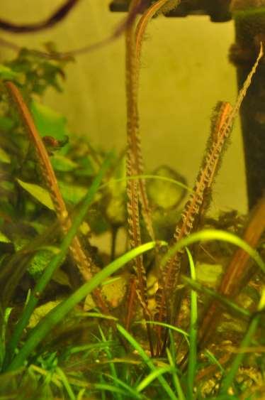 Cryptocoryne