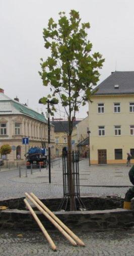 pichlavého na Hlavním náměstí za platan javorolistý včetně stavební úpravy okolí (výstavba kamenné kruhové lavice s dřevěnými a kovovými prvky kolem nového stromu), - umístění mobilní zeleně v centru