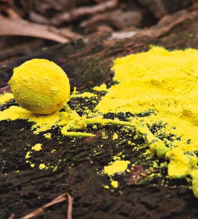 Tento produkt můžeme využít univerzálně a to jako STICK MIX do PVA, nebo přísadu do boilies směsi a v neposlední řadě jako METHOD MIX.
