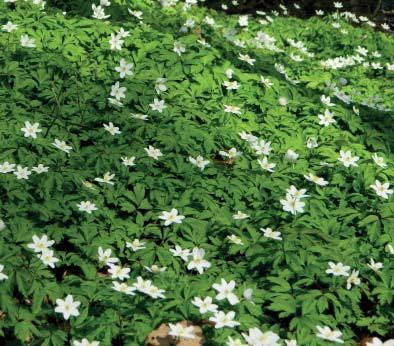 hnízdní kolonie silně ohroženého holuba doupňáka. Vegetaci přírodní rezervace Hladké tvoří společenstva karpatských ostřicových bučin a zasahují zde i květnaté bučiny s kyčelnicí devítilistou.