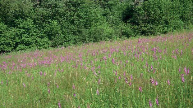 (LA) Přírodní památka Mravenčí louka Přírodní památka Mravenčí louka, dříve uváděná i pod názvem Rubaniska, představuje asi 150 m široký pás luk a pastvin podél pravého břehu levostranného přítoku