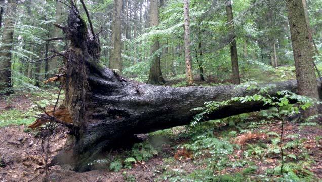 (MJ) Ščúrnica nestátní lesní rezervace V trojúhelníku tvořeném vrcholy Ploščiny (739 m 
