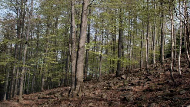 (TS) Přírodní památka Pavlínka Přírodní památka Pavlínka představuje zachovalé lesní porosty, karpatské květnaté bučiny a suťové lesy na severním okraji Hostýnských vrchů.