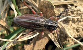 Lokalita patří geologicky k hluckému vývoji bělokarpatské jednotky magurského flyše s převahou vápnitých jílovců.