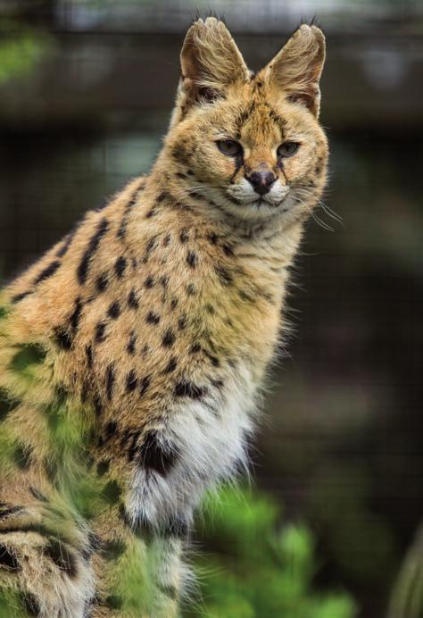 Serval (Leptailurus