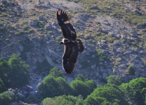 Mladý orlosup bradatý (Gypaetus barbatus barbatus) byl vypuštěn na Korsice / A young bearded vulture released in Corsica Odchovali jsme 197 druhů či forem zvířat, což je 33 % všech našich chovaných