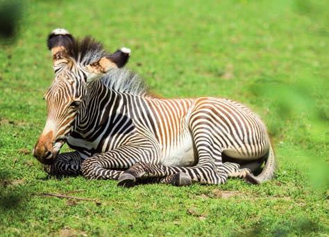 Mládě zebry Grévyho (Equus grevyi) / Young Grevy s zebra zíme ovoce za roky předchozí, kdy se současná matka nadvakrát učila svým mateřským povinnostem při velmi nepříznivých okolnostech (první mládě